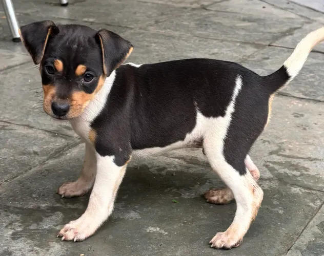 Filhote fox paulistinha- macho