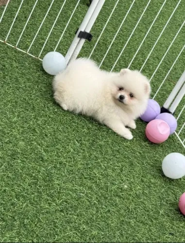 Lulu da Pomerânia Anão Fêmea PRONTA ENTREGA