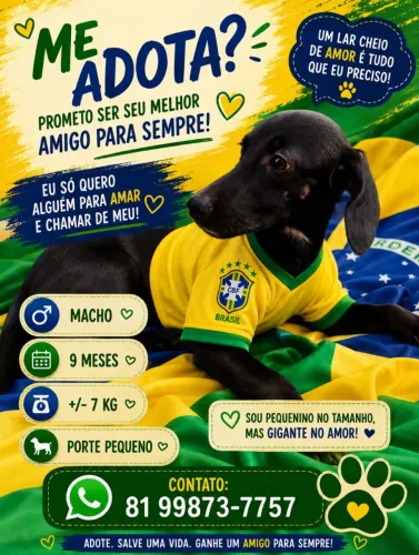 Cachorrinho de pequeno porte para adoção 