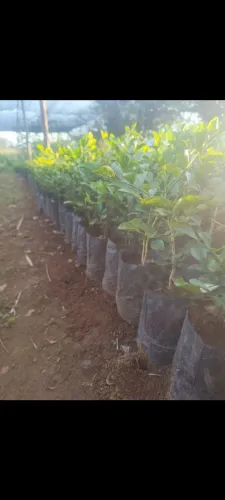 Murta pra cerca viva