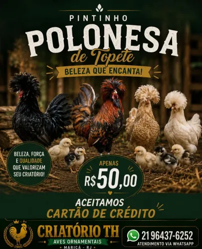 Pintinho de Polonêsa