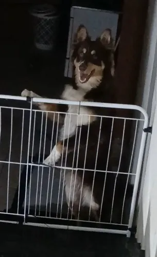 Border Collie