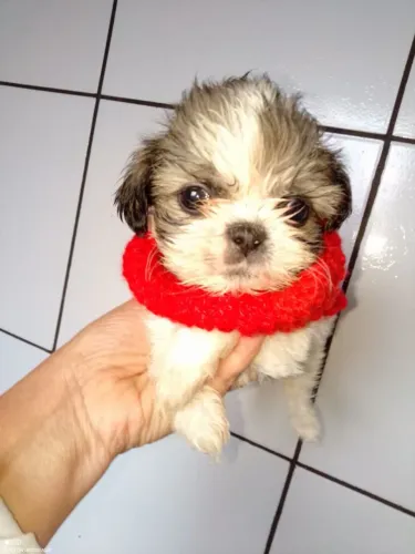Filhote shih tzu, Nada se compara ao amor verdadeiro de um filhotinho!