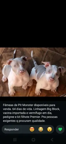 Fêmeas Pit Monster - Linhagem Big Block | 64 dias | Pedigree
