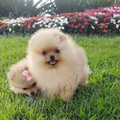 Spitz alemão Tem um doguinho esperando por uma oportunidade