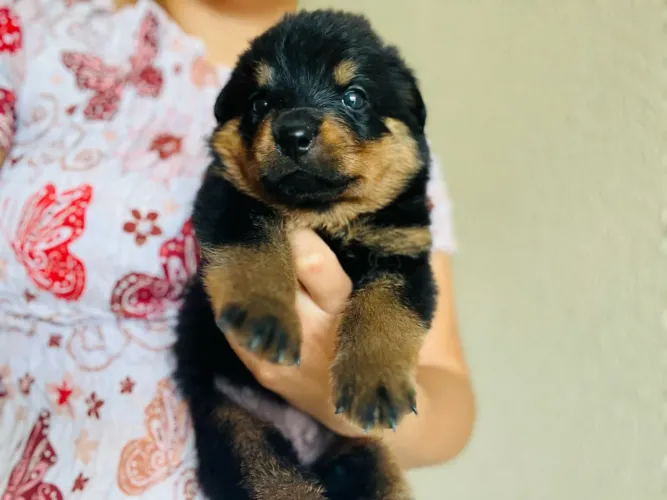 Filhote de Rottweiler Puro