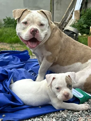 American Bully pocket