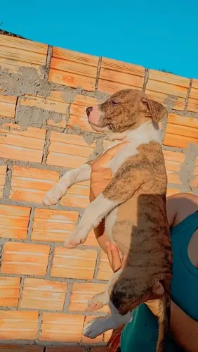 Filhotes de Pitbull