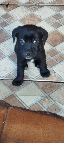 Filhotes de cachorro 