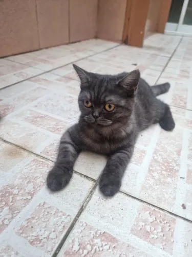 Gato scottish straight