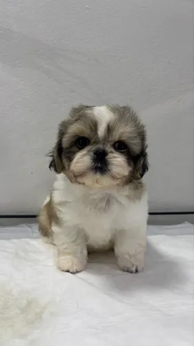 Shih Tzu 