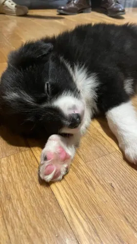 Filhotes de Border Collie | Seu novo melhor amigo pode estar aqui.