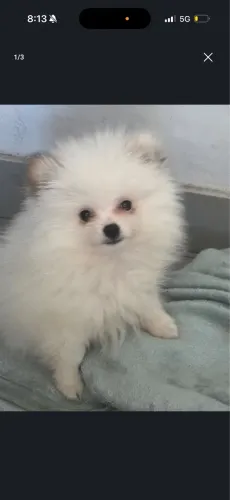 Lulu pomerania