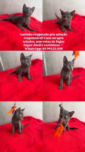 Gatos fofos pra adoção responsável