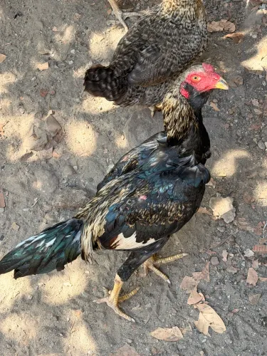 Galo a venda 