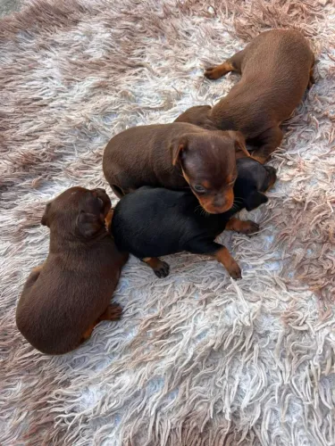 Cachorro pinscher