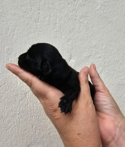 Teckel linguicinha Black macho dachshund
