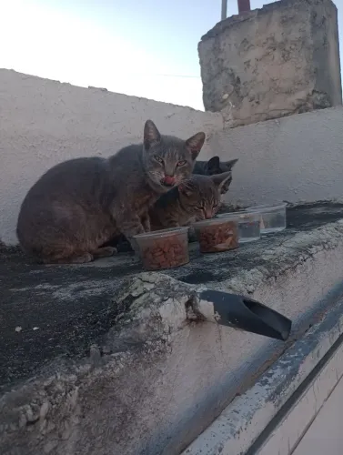 Gatas filhotes rajada e preta em situação de rua