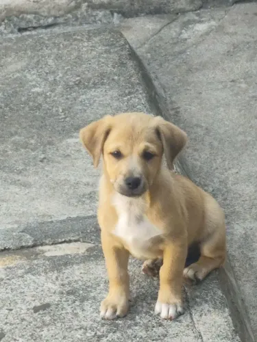 Doando cachorro filhote