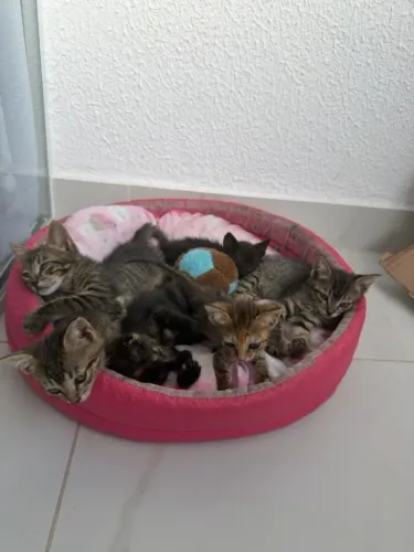 FILHOTE DE GATO PARA ADOÇÃO RESPONSÁVEL