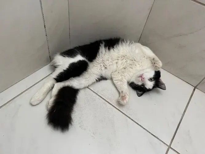 adoção de gato frajola