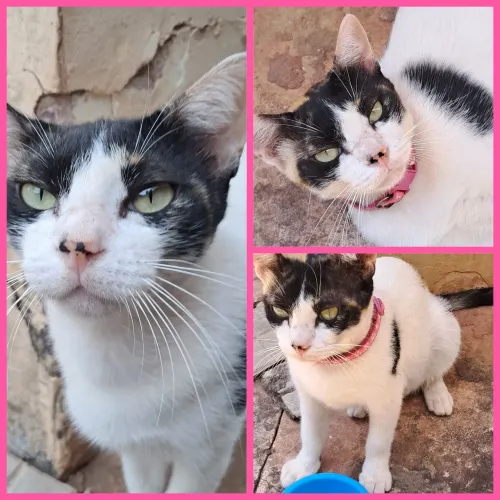 Gata Castrada