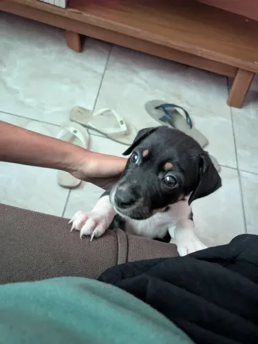 Cachorrinho pra adoção
