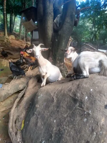 Cabras e bodes saudáveis 