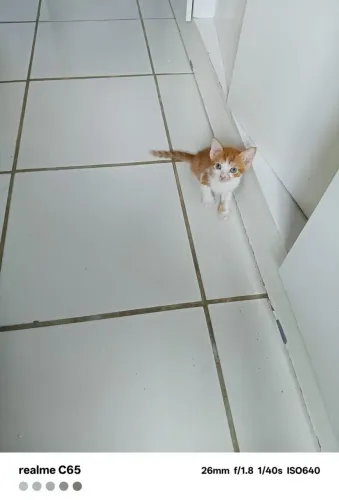 Gatinho para doação com um mês e dois dias de nascido