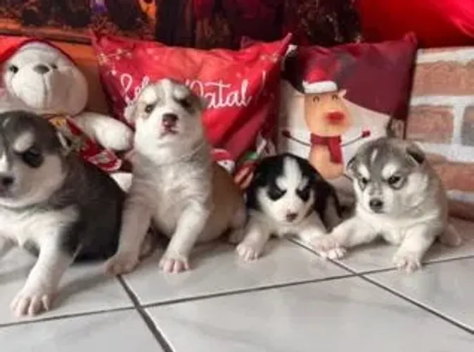Doação filhotes de Husky Siberiano - NAO RESPONDO CHAT