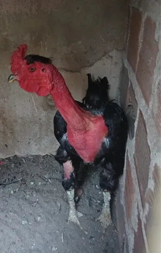 Só venda