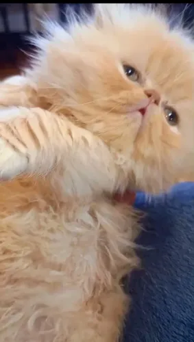 Filhotes de gatinhos Persas e Exóticos