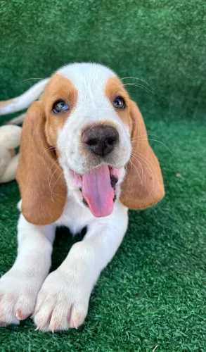 Filhotes Basset Hound