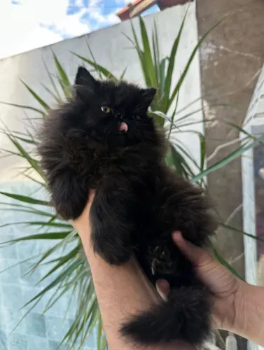 Filhote de Gato Persa Macho (Jet Black-Preto Profundo)