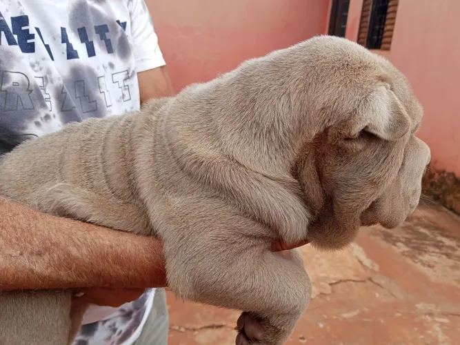 Filhote de shar pei