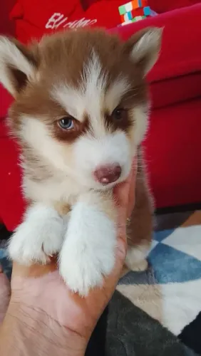 R$800 Husky siberiano com 40 dias 