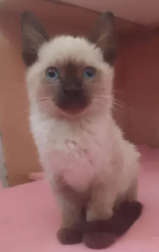 Doação de lindos gatinhos de 60 dias