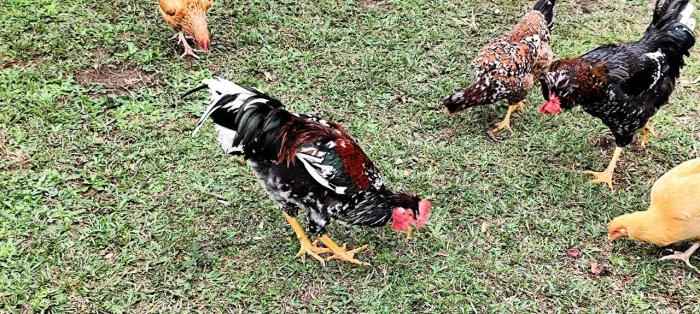 Frangas e frangos GSB