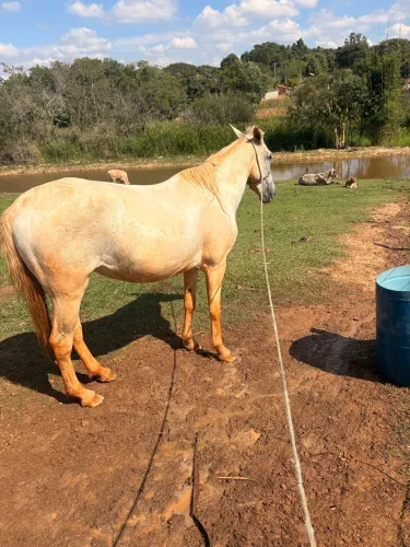 Animais para agropecuária 