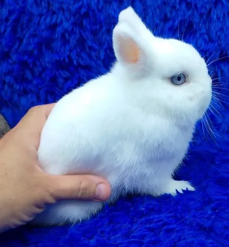 O menores coelho do mundo (de alto padrão)