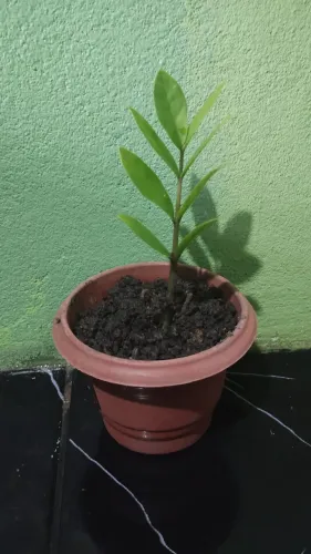 Planta da fortuna zamioculca original