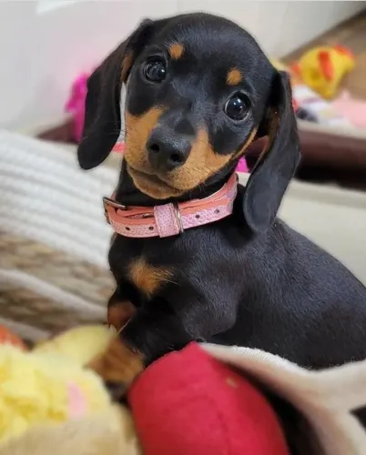 Dachshund: Filhotes Criados com Carinho e Responsabilidade