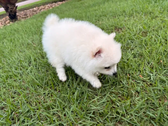 Spitz Alemão 