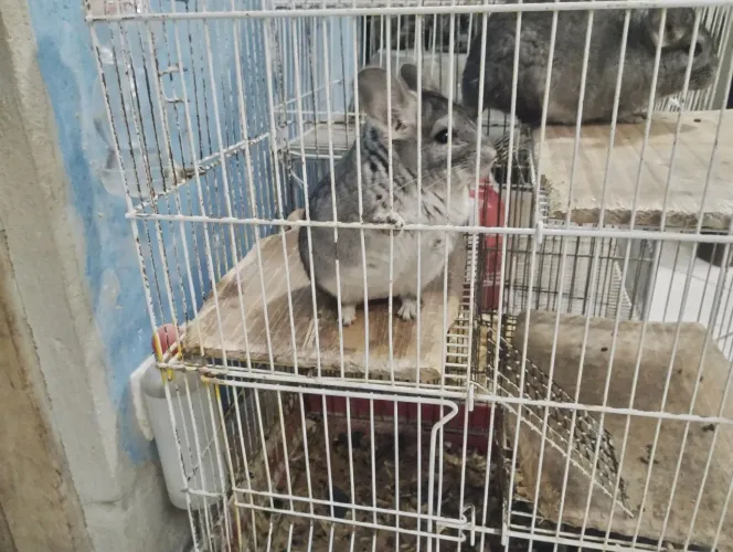 Casal de chinchila