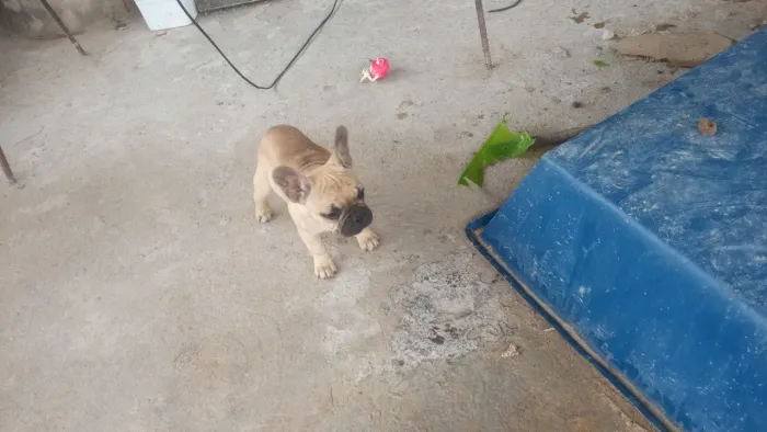 Buldogue francês fêmea clarinha