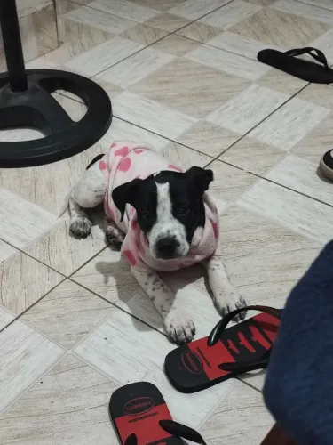 Filhote pitbull para doação 
