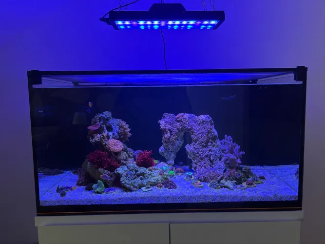 Luminária aquário marinho