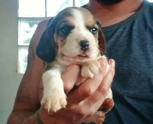 Beagle lindao e brincalhao 