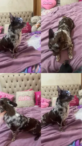 Chihuahua exótico