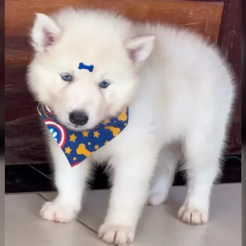 Husky siberiano filhote macho branco Cbkc